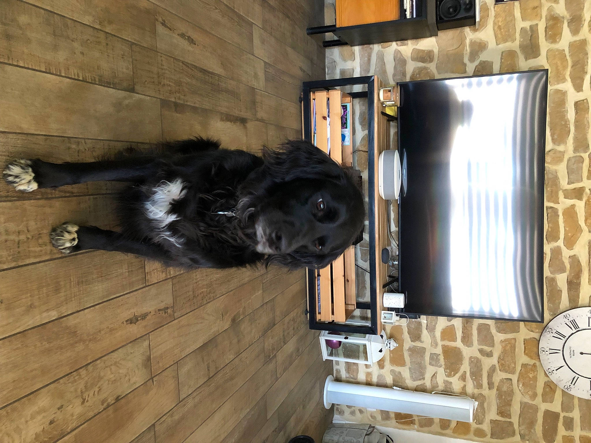 Nicky participe au concours pour gagner de l'argent avec cette photo : art, building, carnivore, companion_dog, curtain, dog, dog_breed, door, floor, flooring, fur, guard_dog, hardwood, home_door, room, tail, tree, window, wood, working_animal