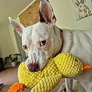 Freckles joined the competition — help win amazing prizes! dog, white_dog, toy, yellow_duck, indoor, carpet, blanket, ears, pet, animal, playful, close_up, living_room, home, cute, stuffed_toy, painting, decor, collar, nostrils