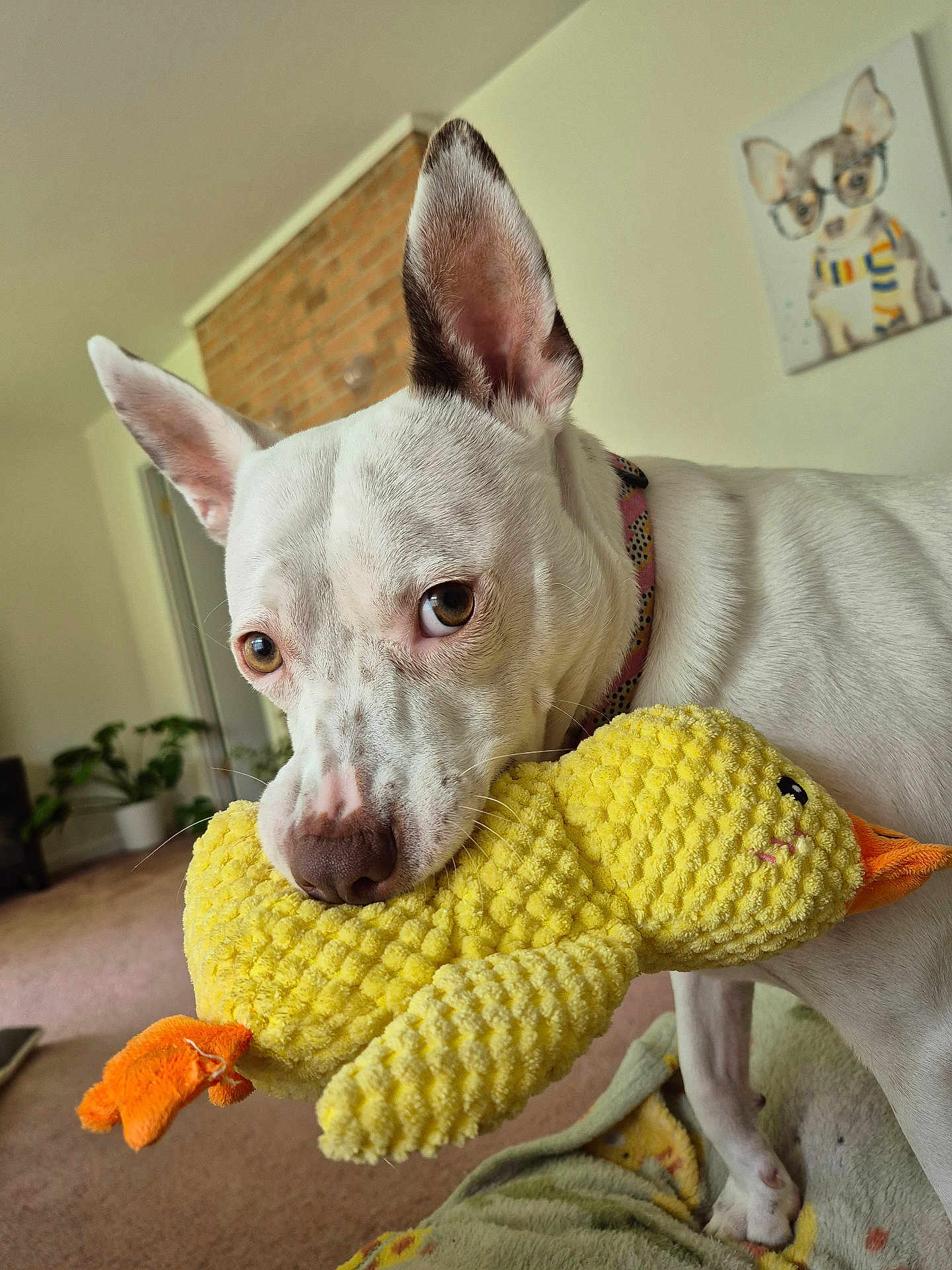 Freckles joined the competition — help win amazing prizes! dog, white_dog, toy, yellow_duck, indoor, carpet, blanket, ears, pet, animal, playful, close_up, living_room, home, cute, stuffed_toy, painting, decor, collar, nostrils