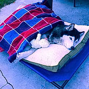 Sasha Torres joined the competition — help win amazing prizes!