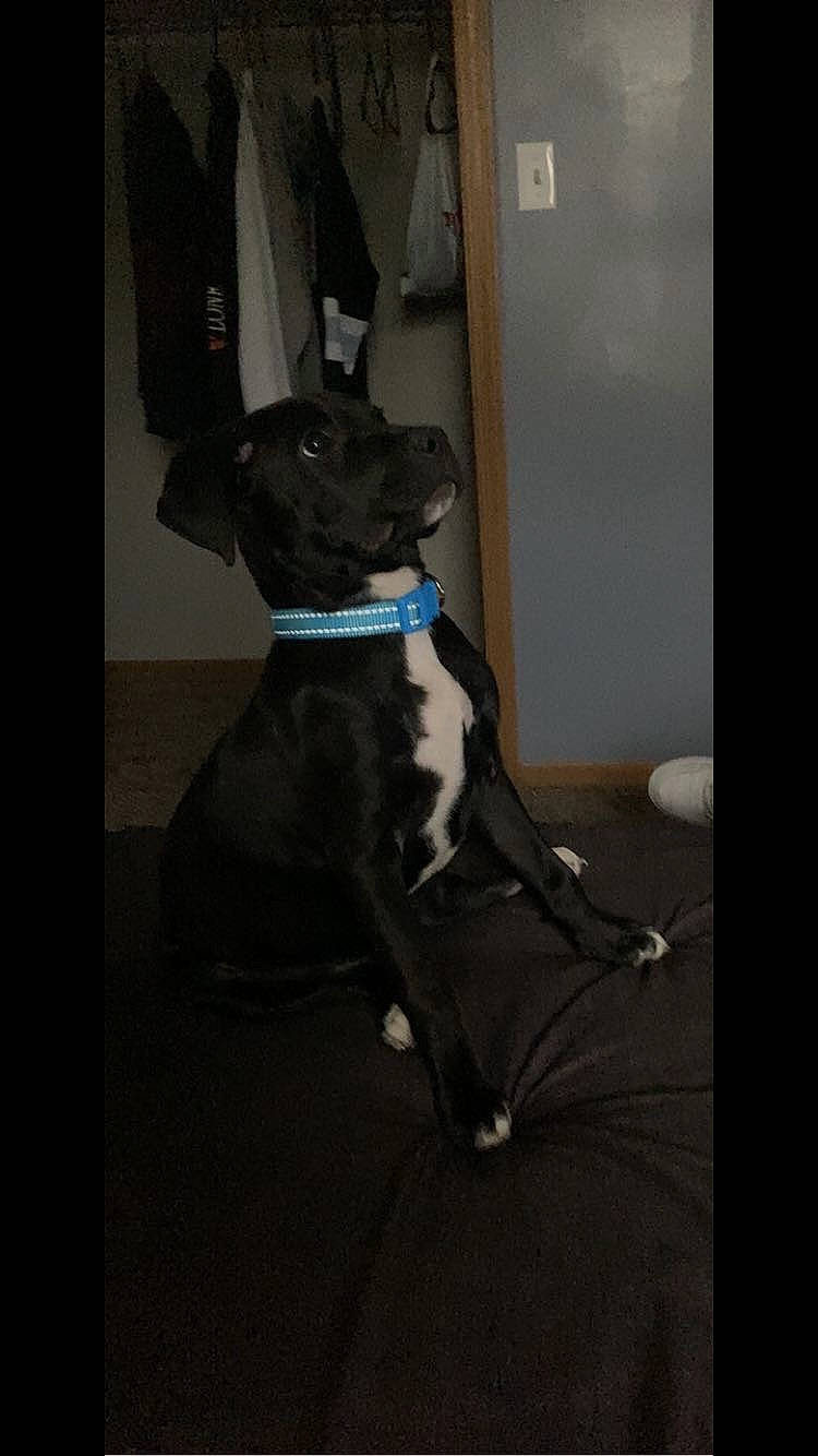 Lucky is registered to the contest to win money with this photo: canidae, carnivore, collar, companion_dog, dog, dog_breed, dog_collar, dog_supply, door, fawn, fur, guard_dog, leash, pug, snout, sporting_group, tail, toy_dog, whiskers, working_animal