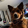 bed, bedroom, black_nose, brown_fur, close_up, collar, cozy, dog, fluffy, harness, home, indoors, long_ears, looking_at_camera, pet, portrait, puppy, sitting, television, white_chest