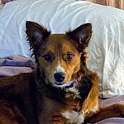 Lola is registered to the contest to win money with this photo: dog, pet, brown_dog, white_markings, bed, pillow, blanket, indoor, resting, lying_down, fur, ears, alert, canine, companion, cozy, comfort, animal, portrait, looking