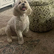 Mylo is registered to the contest to win money with this photo: dog, white_dog, curly_fur, pet, sitting, happy, indoor, rug, ottoman, patterned_furniture, floor, mouth_open, fur, animal, cute, domestic_animal, living_room, home, carpet, furniture