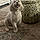 Mylo