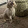 Mylo