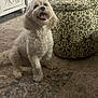 dog, white_dog, curly_fur, pet, sitting, happy, indoor, rug, ottoman, patterned_furniture, floor, mouth_open, fur, animal, cute, domestic_animal, living_room, home, carpet, furniture