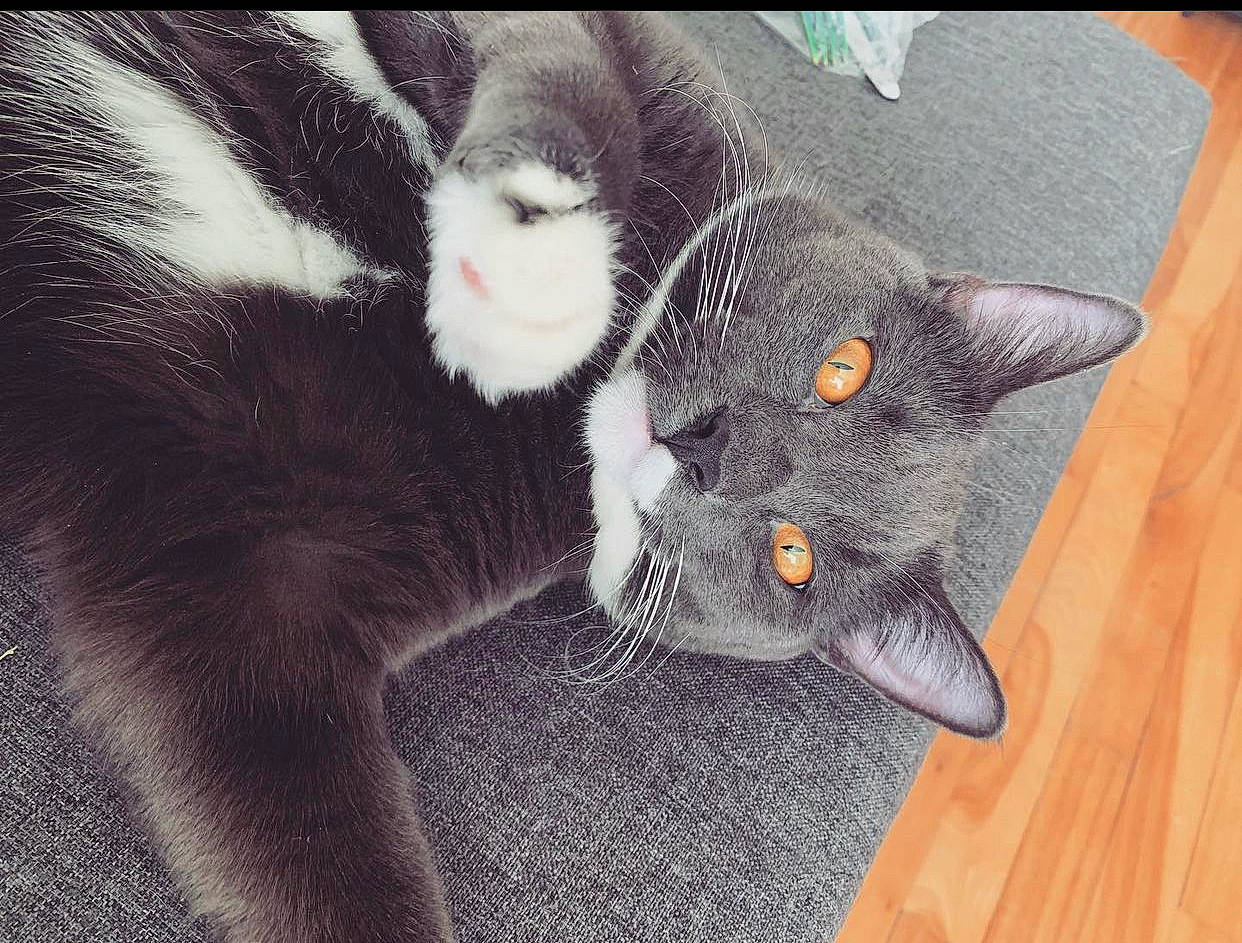 Franklin is registered to the contest to win money with this photo: abyssinian, animal, architecture, bodypart, building, cat, couch, furniture, hardwood, homedecor, indoors, interiordesign, kitten, livingroom, manx, person, pet, room, sleeping, wood