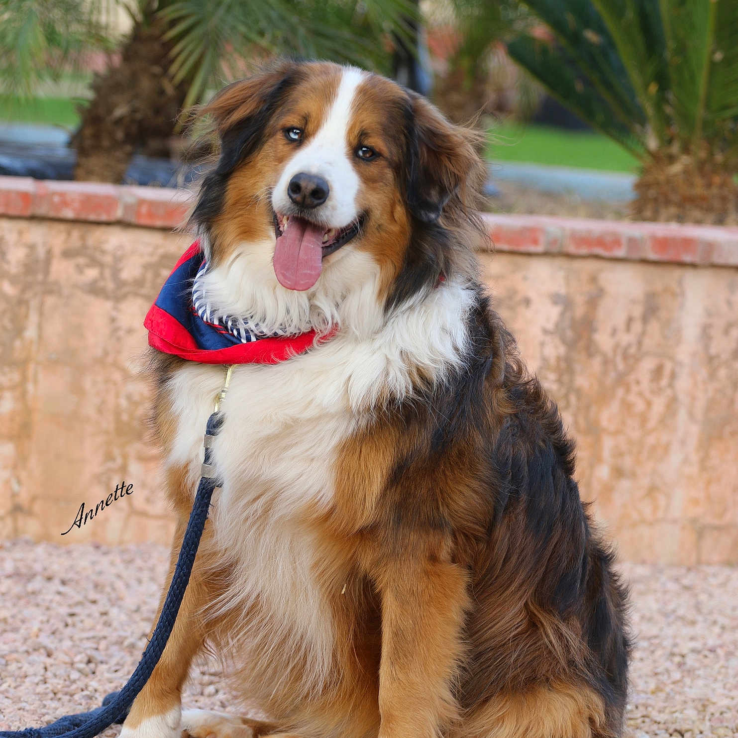 Koda