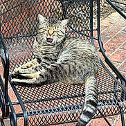 Trooper is registered to the contest to win money with this photo: animal, brick_patio, cat, chair, cute, daytime, domestic_animal, feline, fur, metal_mesh, nature, outdoor, pet, relaxed, resting, sunlight, tabby_cat, tail, whiskers, yawning