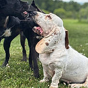 Snowflake joined the competition — help win amazing prizes! dog, basset_hound, black_dog, playful, outdoor, grass, greenery, pets, animal, nature, canine, mammal, tongue, ears, fur, snout, paw, daylight, field, interaction