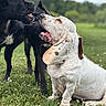 dog, basset_hound, black_dog, playful, outdoor, grass, greenery, pets, animal, nature, canine, mammal, tongue, ears, fur, snout, paw, daylight, field, interaction