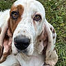 Snowflake joined the competition — help win amazing prizes! dog, basset_hound, close_up, outdoor, grass, ears, brown_and_white, pet, animal, canine, face, fur, nose, eyes, nature, laying_down, whiskers, snout, quiet, relaxed