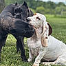 Snowflake is registered to the contest to win money with this photo: dog, black_dog, white_dog, basset_hound, grass, outdoor, playful, animal, pet, nature, field, canine, ears, snout, fur, daylight, two_dogs, friendship, companions, close_up