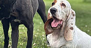 Snowflake is registered to the contest to win money with this photo: dog, basset_hound, black_dog, outdoor, grass, greenery, animal, pet, tongue_out, happy, sitting, standing, nature, daylight, mammal, two_dogs, canine, fur, ears, park