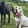 dog, basset_hound, black_dog, outdoor, grass, greenery, animal, pet, tongue_out, happy, sitting, standing, nature, daylight, mammal, two_dogs, canine, fur, ears, park