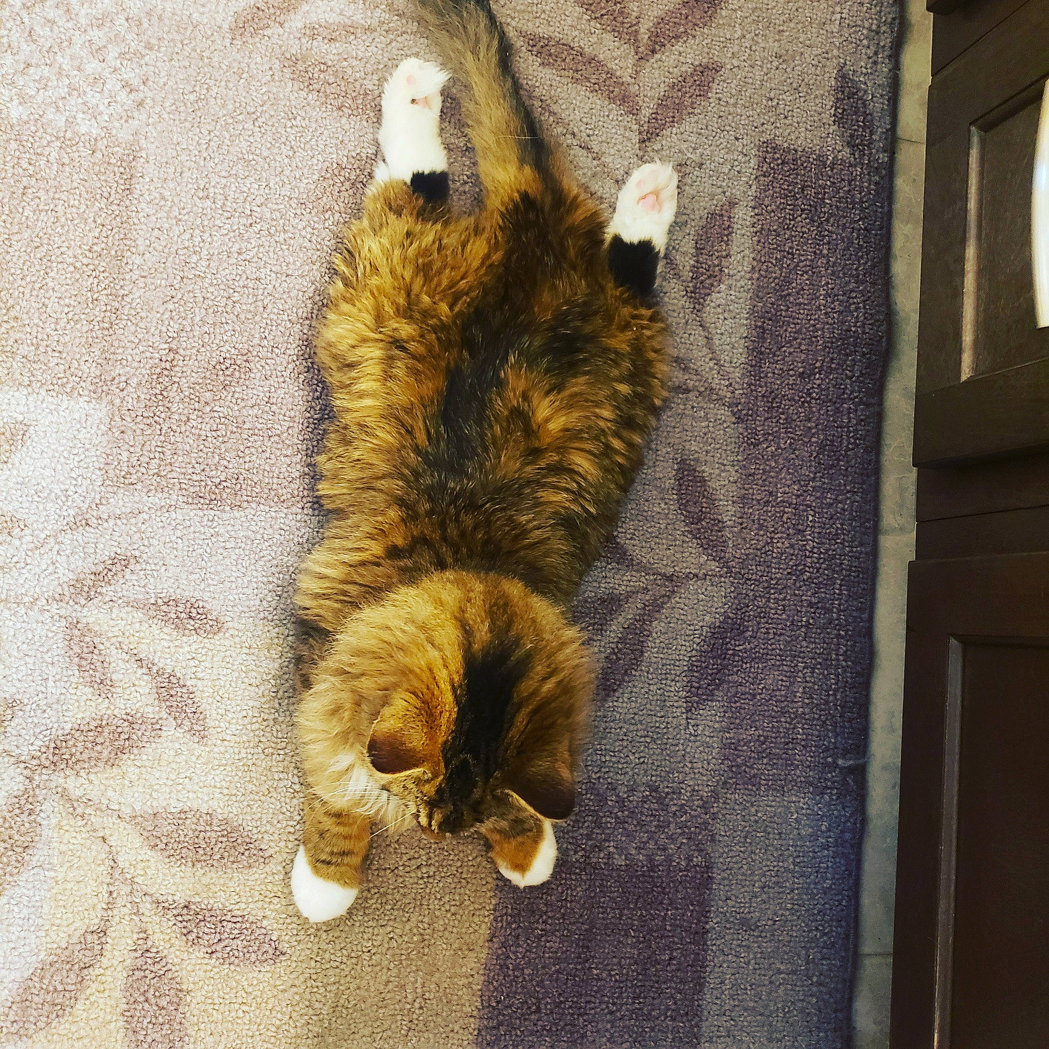 Stewie is registered to the contest to win money with this photo: brown, canidae, carnivore, cat, claw, domestic_short_haired_cat, fawn, felidae, fur, linens, pattern, paw, small_to_medium_sized_cats, sporting_group, tail, terrestrial_animal, trunk, whiskers, wildlife, wood