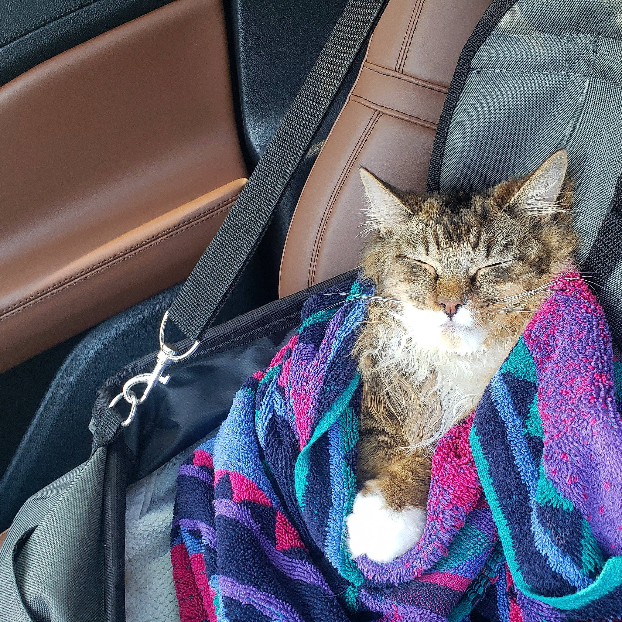 Stewie joined the competition — help win amazing prizes! automotive_design, car, car_seat, car_seat_cover, carnivore, cat, comfort, electric_blue, fawn, felidae, hood, pattern, personal_luxury_car, plaid, small_to_medium_sized_cats, steering_wheel, tartan, textile, vehicle_door, whiskers