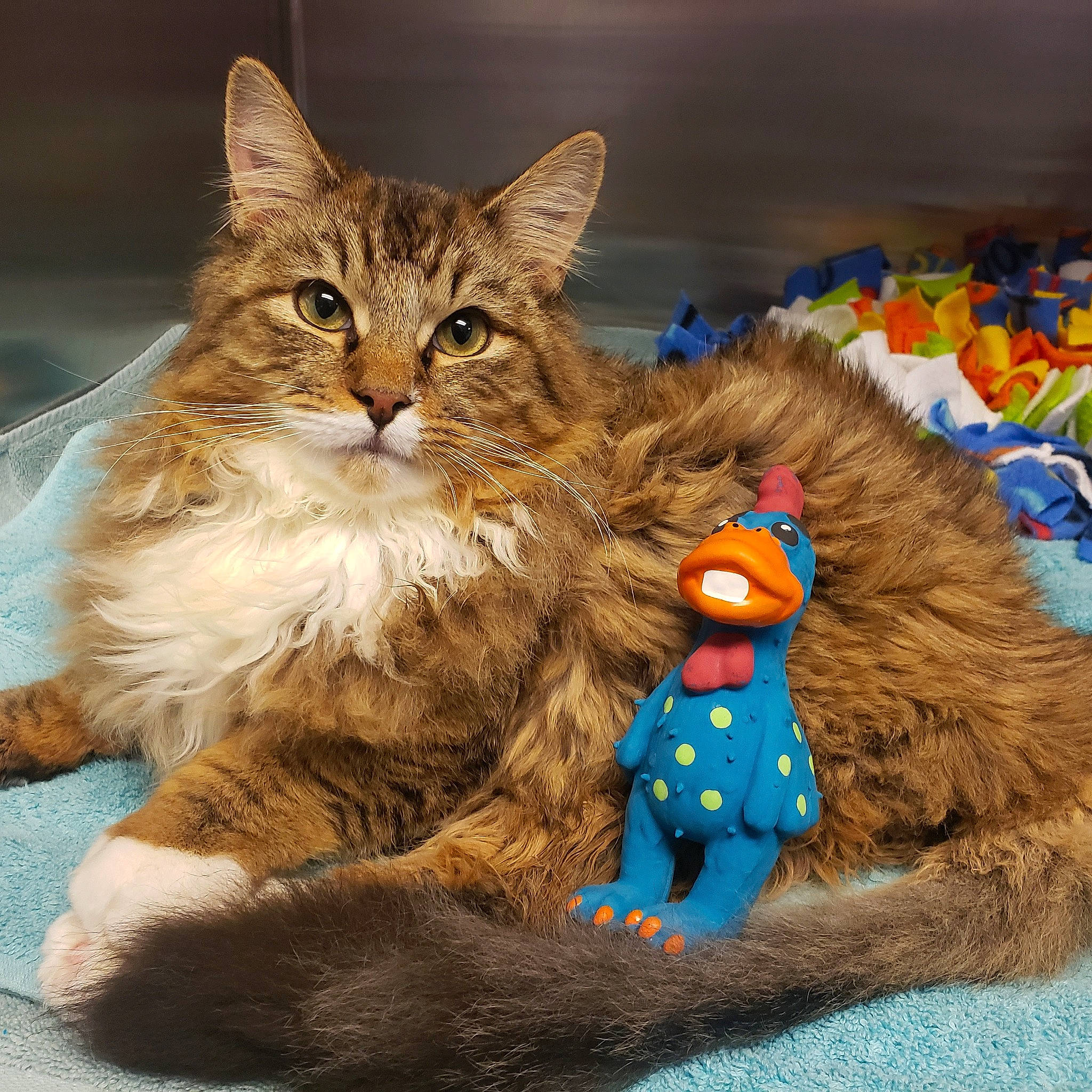 Stewie is registered to the contest to win money with this photo: art, cap, carnivore, cat, claw, domestic_short_haired_cat, fawn, felidae, fur, mammal, paw, plush, small_to_medium_sized_cats, stuffed_toy, tail, terrestrial_animal, toy, vertebrate, whiskers, wildlife