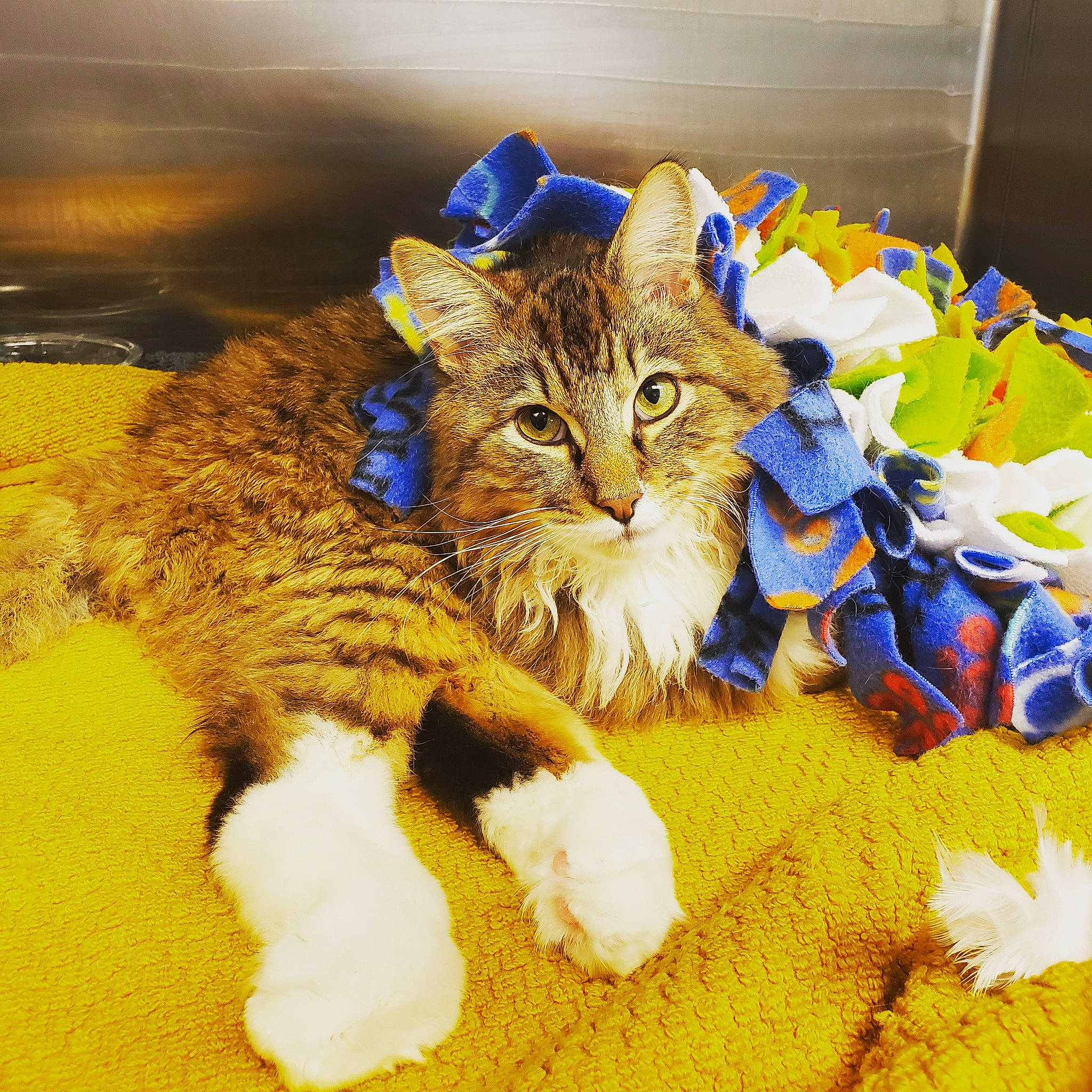 Stewie joined the competition — help win amazing prizes! carnivore, cat, claw, comfort, domestic_short_haired_cat, electric_blue, felidae, fur, linens, mammal, paw, photo_caption, small_to_medium_sized_cats, snout, tail, vertebrate, whiskers, wildlife