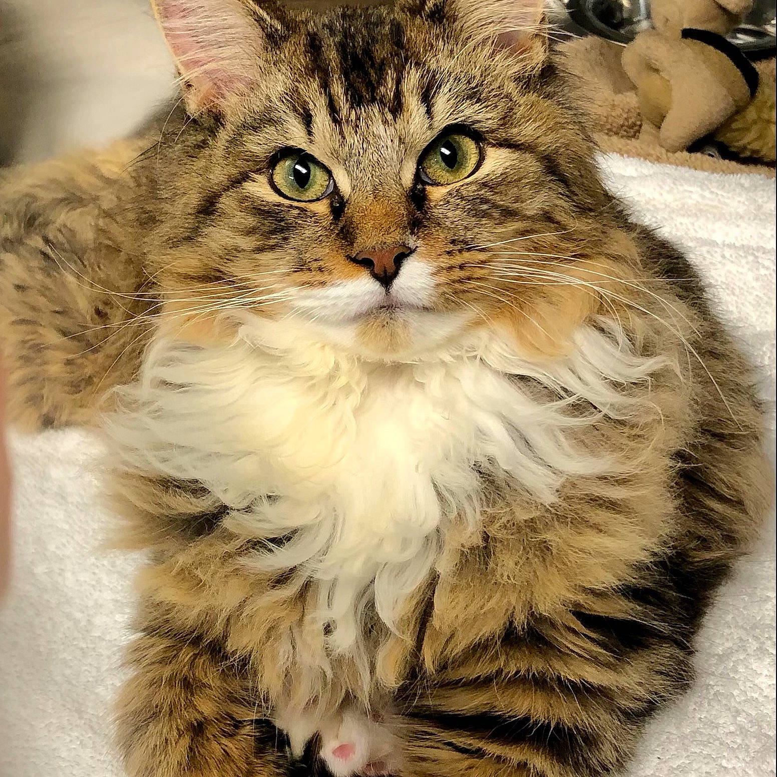 Stewie joined the competition — help win amazing prizes! carnivore, cat, claw, domestic_short_haired_cat, eye, felidae, fur, gesture, hair, maine_coon, paw, photo_caption, small_to_medium_sized_cats, snout, terrestrial_animal, whiskers, window