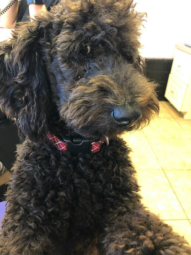 Tucker joined the competition — help win amazing prizes! box, canidae, carnivore, collar, companion_dog, dog, dog_breed, dog_collar, event, fur, giant_dog_breed, poodle, snout, sporting_group, terrestrial_animal, terrier, toy_dog, water_dog, working_animal, working_dog