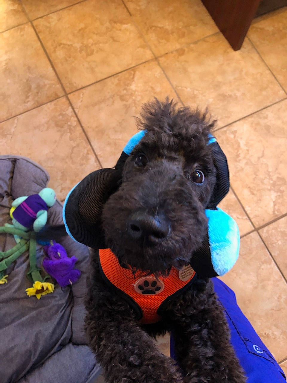 Tucker joined the competition — help win amazing prizes! carnivore, collar, companion_dog, dog, dog_breed, dog_collar, dog_supply, flooring, fur, pet_supply, plant, sporting_group, standard_schnauzer, stuffed_toy, terrier, tile_flooring, toy, toy_dog, water_dog, working_animal