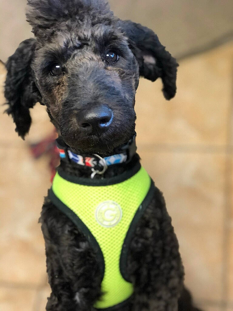 Tucker is registered to the contest to win money with this photo: bow_tie, carnivore, collar, companion_dog, dog, dog_breed, dog_clothes, dog_collar, dog_supply, dog_toy, fashion_accessory, fawn, leash, pet_supply, sleeve, snout, sporting_group, toy_dog, water_dog, working_animal