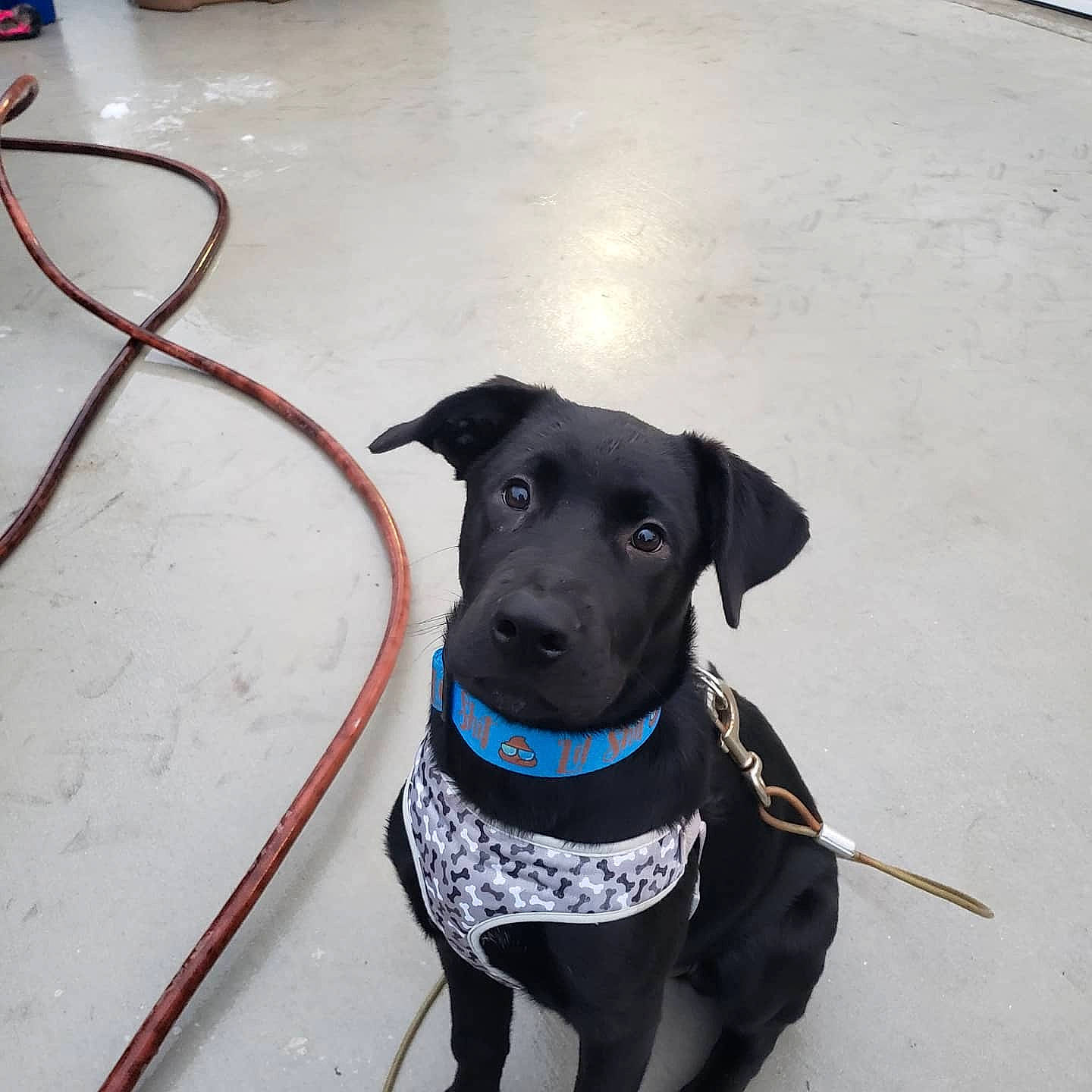 Ford is registered to the contest to win money with this photo: canidae, carnivore, collar, companion_dog, dog, dog_breed, dog_collar, dog_supply, electric_blue, fashion_accessory, fawn, flooring, leash, mammal, pet_supply, snout, sporting_group, vertebrate, whiskers, working_animal