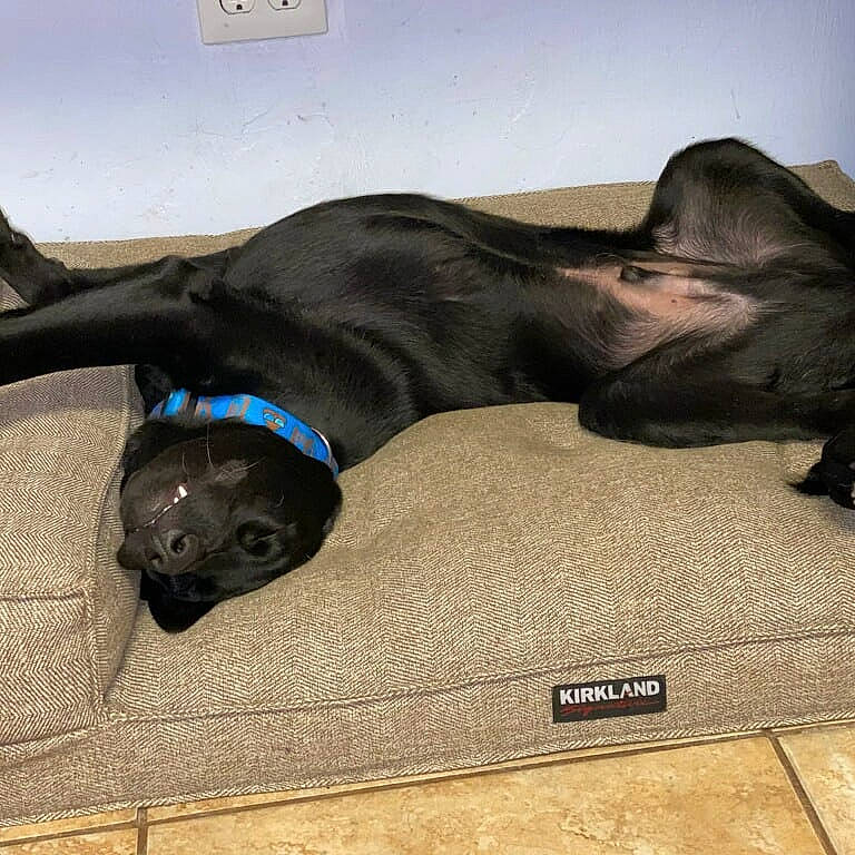 Ford joined the competition — help win amazing prizes! bed, carnivore, collar, comfort, companion_dog, dog, dog_breed, fawn, grey, guard_dog, liver, mammal, pet_supply, plant, retriever, sporting_group, terrestrial_animal, vertebrate, whiskers, working_animal