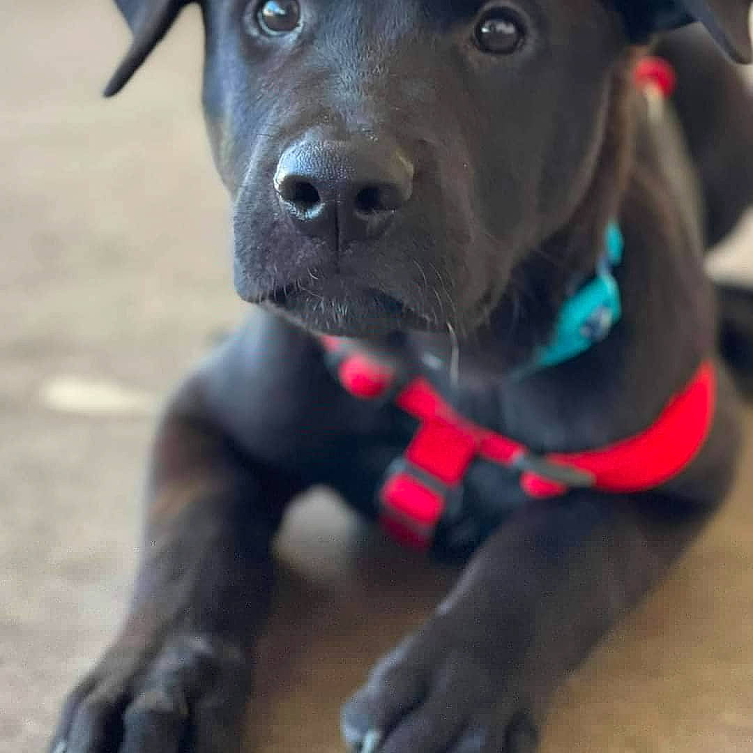 Ford is registered to the contest to win money with this photo: borador, canidae, carnivore, collar, companion_dog, dog, dog_breed, dog_collar, dog_supply, fashion_accessory, fawn, hat, leash, personal_protective_equipment, pet_supply, puppy, sporting_group, whiskers, working_animal, working_dog