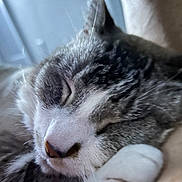 Appa joined the competition — help win amazing prizes! cat, sleeping, close_up, fur, pet, animal, whiskers, nose, comfort, rest, cozy, indoor, soft, relaxation, cute, peaceful, mammal, portrait, domestic_cat, feline