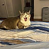 Appa joined the competition — help win amazing prizes! cat, bed, yawning, indoor, furniture, comforter, striped, resting, domestic_animal, sleepy, feline, room, dresser, television, curtains, wooden_floor, cozy, pet, relaxed, home