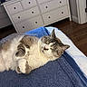 Appa joined the competition — help win amazing prizes! cat, sleeping, fluffy, indoor, blanket, bed, furniture, dresser, hardwood_floor, cozy, resting, pet, domestic_animal, cute, relaxed, fur, whiskers, ears, paw, home