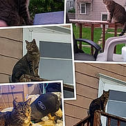 Nemo joined the competition — help win amazing prizes! animal, balcony, cat, clutter, door, fence, ford_logo, furniture, greenery, hat, house, indoor, outdoor, pet, railing, resting, tabby_cat, table, window, wood