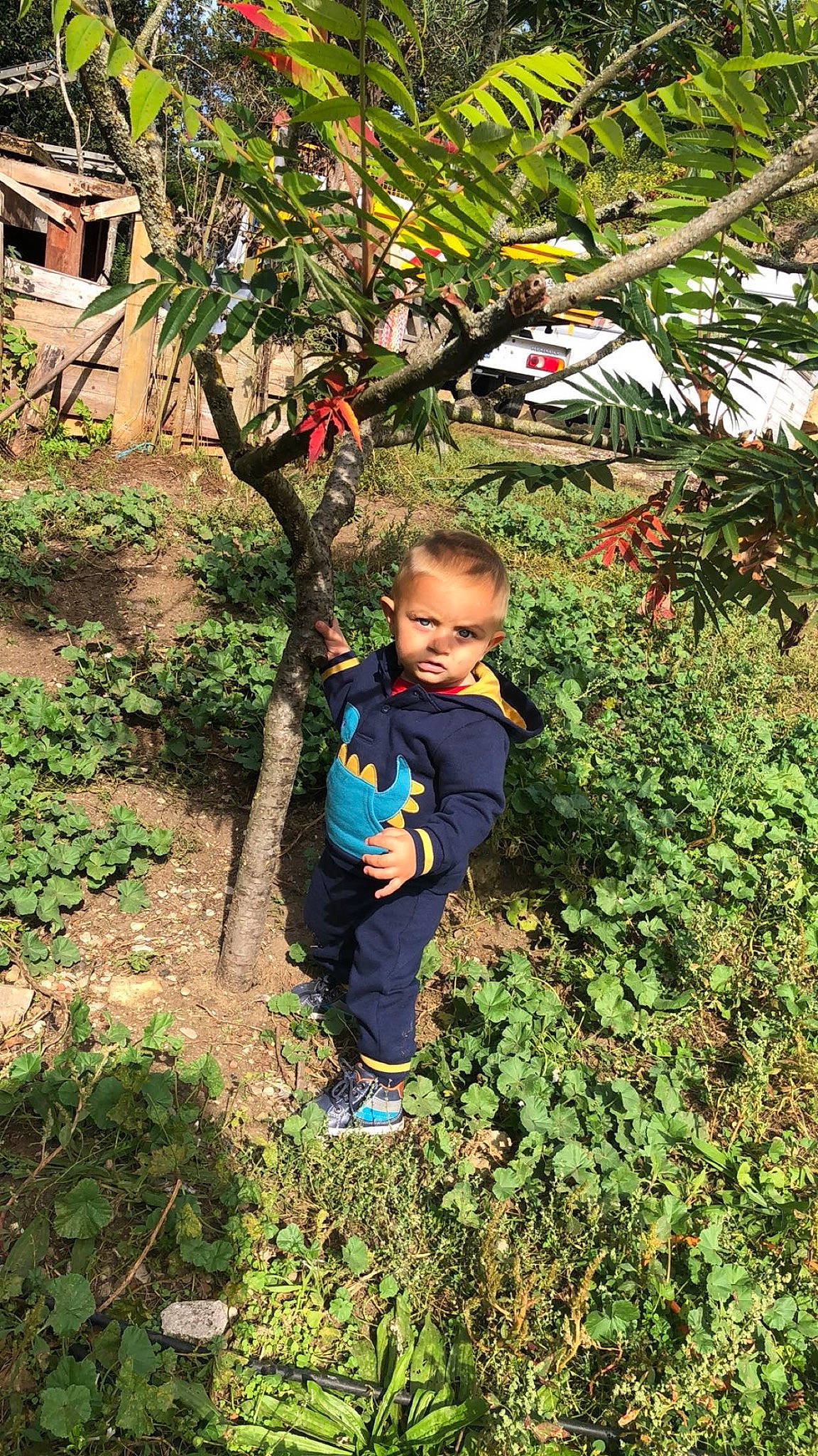 Isaac participe au concours pour gagner de l'argent avec cette photo : adaptation, biome, botany, branch, electric_blue, garden, grass, groundcover, leaf, leisure, people_in_nature, person, plant, smile, soil, terrestrial_plant, toddler, tree, vegetation, window