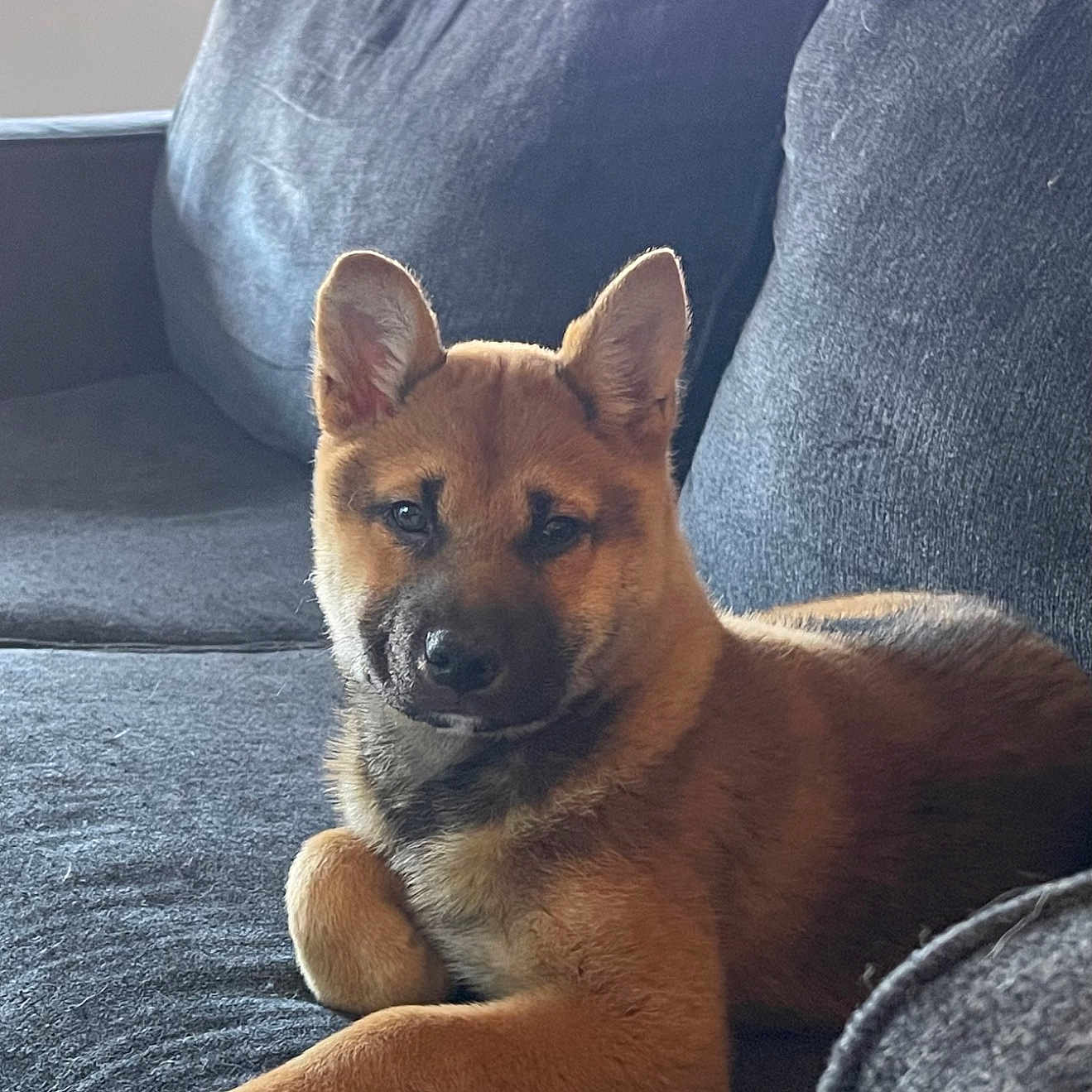 Mikko