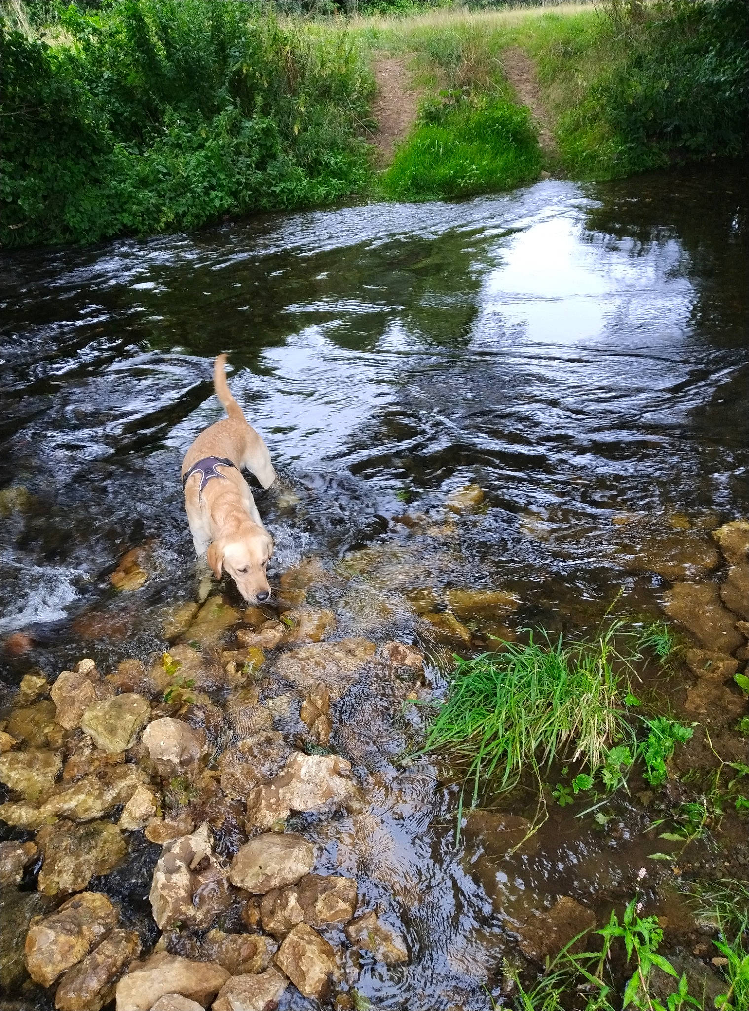 Haru participe au concours pour gagner de l'argent avec cette photo : arroyo, bank, bedrock, biome, creek, fluvial_landforms_of_streams, forest, grass, lake, landscape, mountain_river, natural_landscape, nature, plant, riparian_zone, stream, tree, water, watercourse, wilderness
