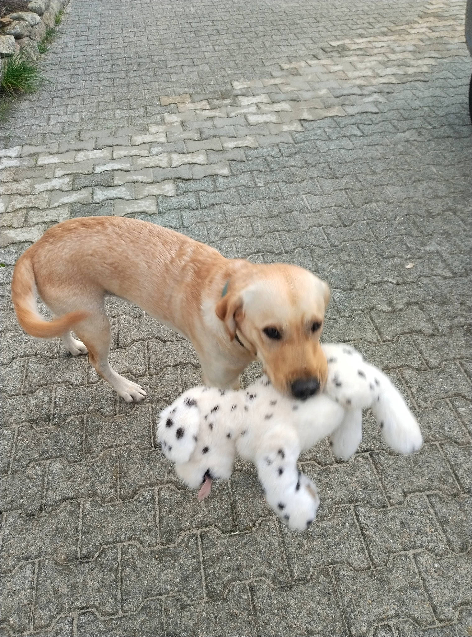 Haru participe au concours pour gagner de l'argent avec cette photo : asphalt, canidae, carnivore, companion_dog, dog, dog_breed, dog_supply, fawn, flooring, grass, mammal, paw, plant, road_surface, sidewalk, snout, sporting_group, street_dog, tail, working_animal