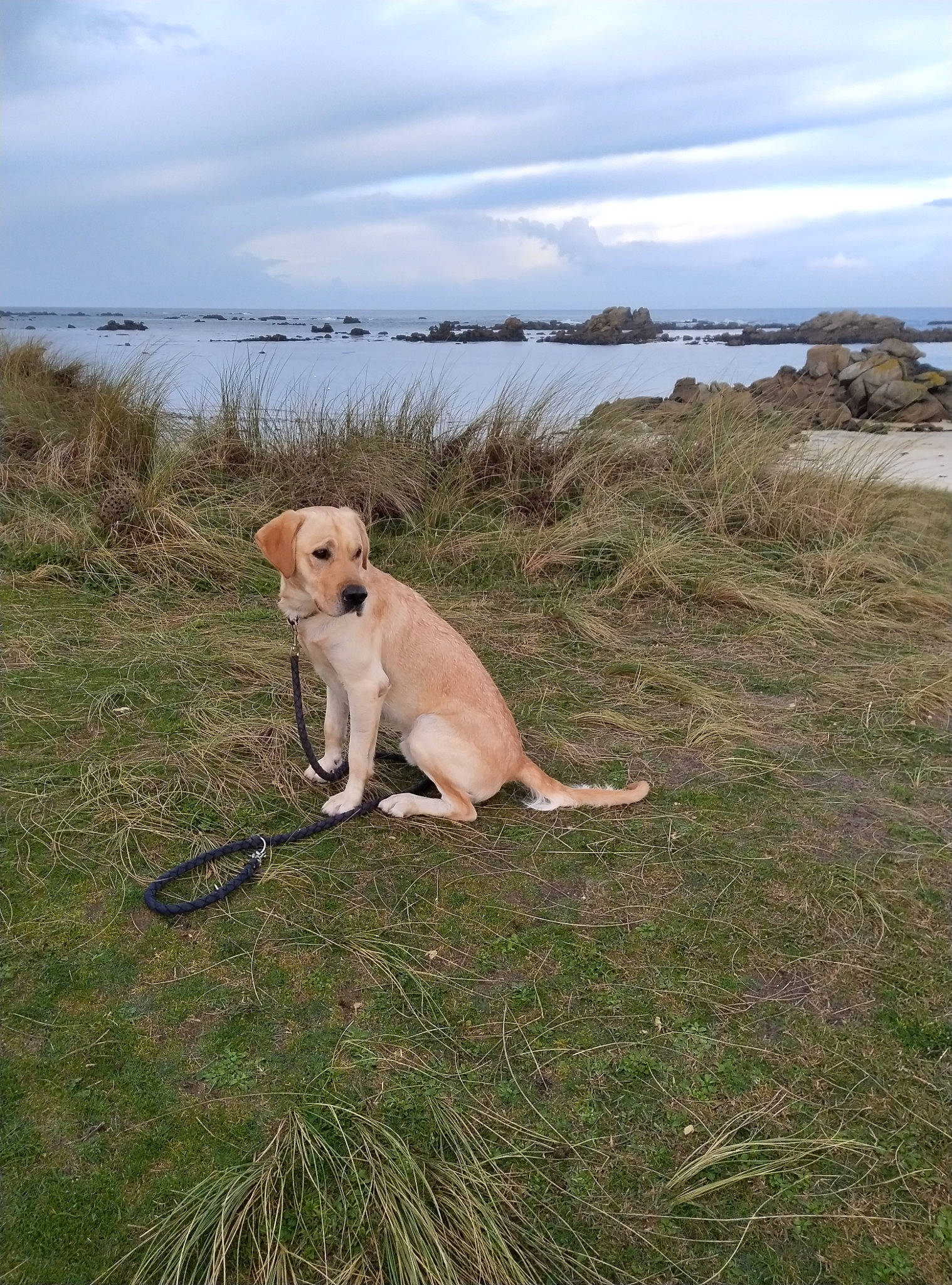 Haru participe au concours pour gagner de l'argent avec cette photo : ball, carnivore, cloud, companion_dog, dog, dog_breed, fawn, grass, grassland, horizon, lake, landscape, ocean, plant, retriever, sky, tail, tree, water, wood