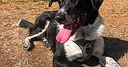 Nounours a rejoint le concours — aidez-le/la à gagner de superbes lots ! dog, black_and_white, pet, animal, outdoors, sunlight, lying_down, happy, smiling, tongue_out, harness, paws, short_fur, spotted_fur, garden, dry_grass, stone_wall, tree, paving_stones, portrait