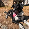 dog, black_and_white, pet, animal, outdoors, sunlight, lying_down, happy, smiling, tongue_out, harness, paws, short_fur, spotted_fur, garden, dry_grass, stone_wall, tree, paving_stones, portrait