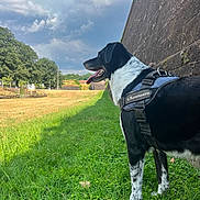 Nounours participe au concours pour gagner de l'argent avec cette photo : dog, black_and_white, harness, outdoor, grass, stone_wall, countryside, park, sunny, cloudy_sky, landscape, trees, greenery, standing, profile, open_mouth, tongue, happy, animal_portrait, walking