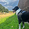 dog, black_and_white, harness, outdoor, grass, stone_wall, countryside, park, sunny, cloudy_sky, landscape, trees, greenery, standing, profile, open_mouth, tongue, happy, animal_portrait, walking