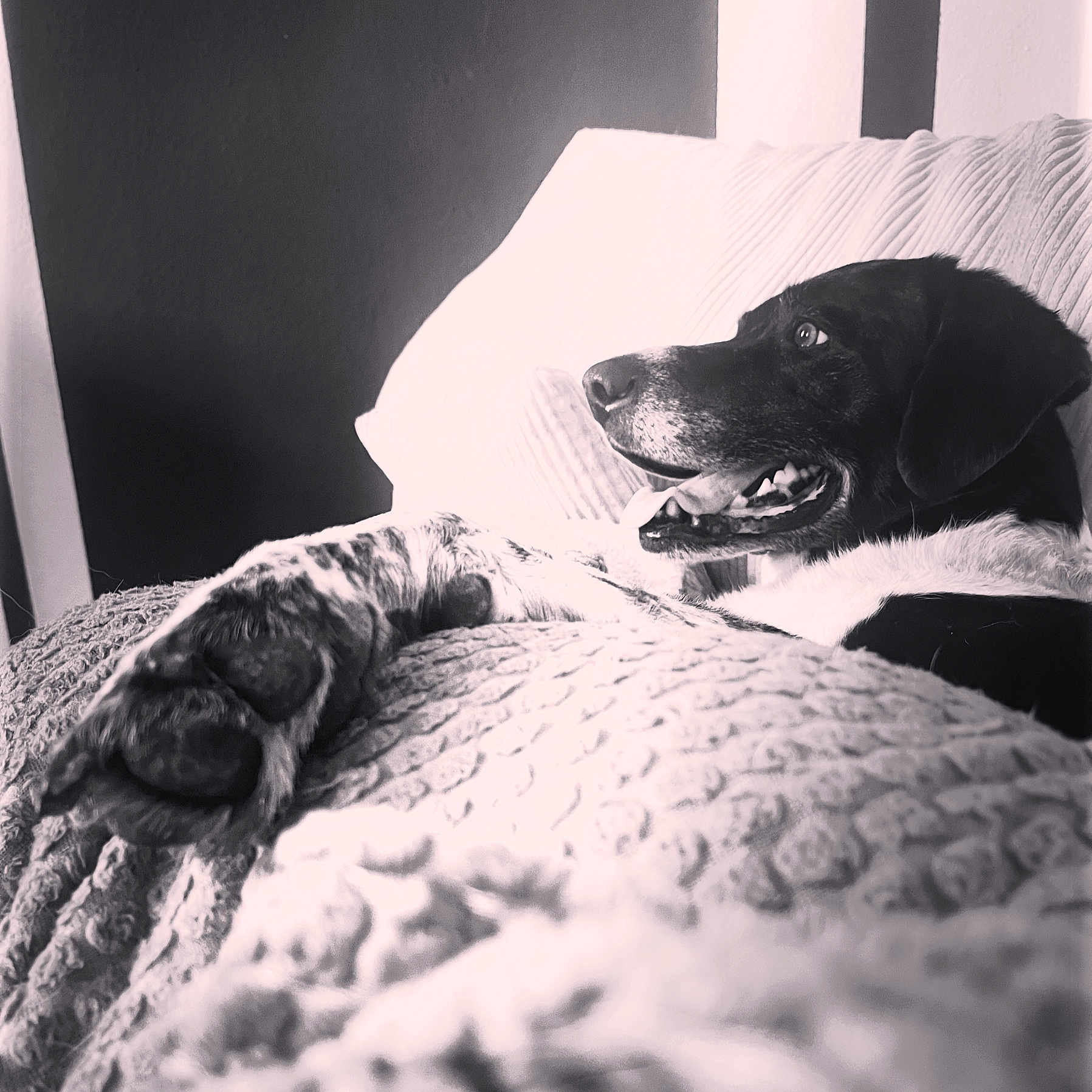 Nounours participe au concours pour gagner de l'argent avec cette photo : dog, puppy, sleeping, lying_down, bed, blanket, bedroom, indoor, black_and_white, monochrome, pet, canine, animal, cute, relaxed, happy, open_mouth, floppy_ears, portrait, cozy