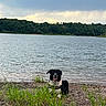 Nounours a rejoint le concours — aidez-le/la à gagner de superbes lots ! dog, black_and_white_dog, lakeshore, lake, water, forest, trees, cloudy_sky, outdoors, nature, landscape, shoreline, pebbles, grass, seated_dog, happy_dog, open_mouth, collar, reflection, scenic_view