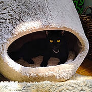 Kitty Cat is registered to the contest to win money with this photo: cat, black_cat, cat_cave, cozy, yellow_eyes, fluffy, indoor, pet, animal, sunlight, shadow, furniture, floor, relaxing, domestic_cat, feline, cute, warm, soft_texture, home