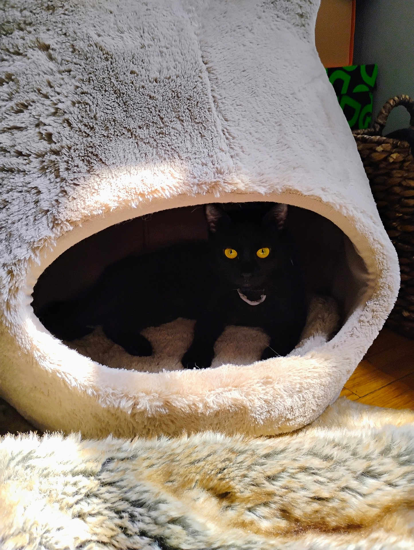 Kitty Cat is registered to the contest to win money with this photo: cat, black_cat, cat_cave, cozy, yellow_eyes, fluffy, indoor, pet, animal, sunlight, shadow, furniture, floor, relaxing, domestic_cat, feline, cute, warm, soft_texture, home