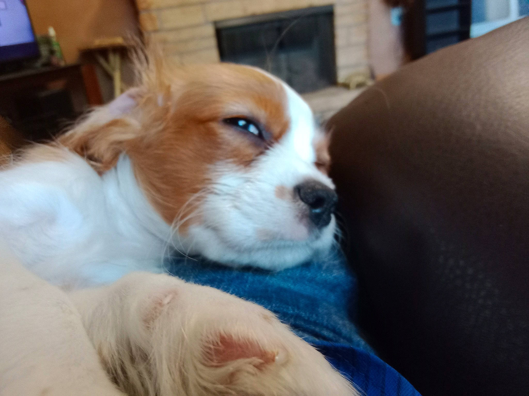 Shabiki joined the competition — help win amazing prizes! canidae, carnivore, companion_dog, dog, dog_breed, fur, irishjacks, toy_dog, waste_container, whiskers, working_animal