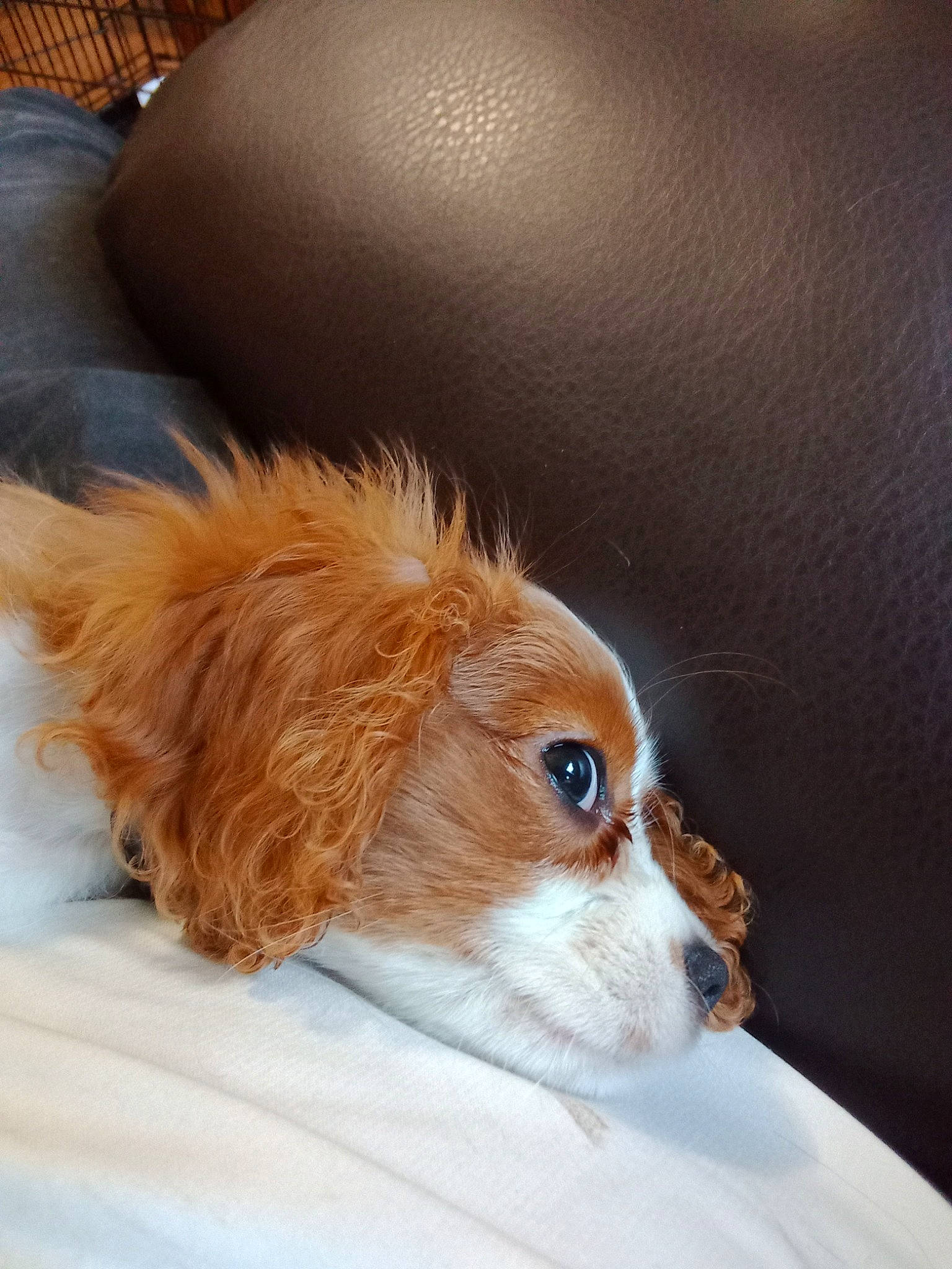 Shabiki joined the competition — help win amazing prizes! canidae, carnivore, comfort, companion_dog, dog, dog_breed, ear, fawn, fur, liver, puppy, snout, sporting_group, terrestrial_animal, toy_dog, whiskers, wood